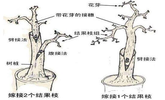 <b>榕樹盆景怎么修剪，榕樹盆景修剪方法</b>