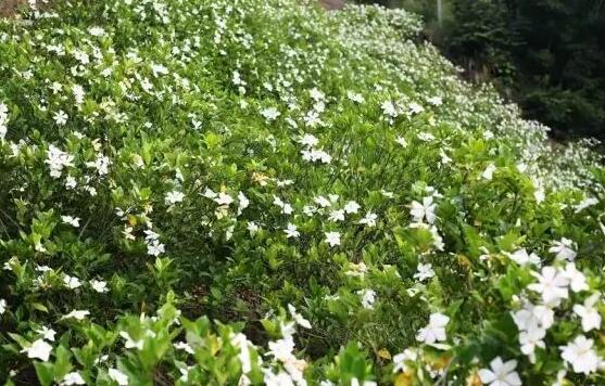 梔子花怎么澆水，梔子花澆水方法