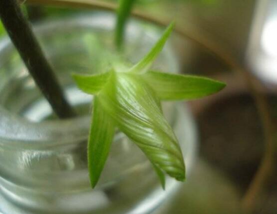 牽牛花可以水培嗎，牽牛花水培方法