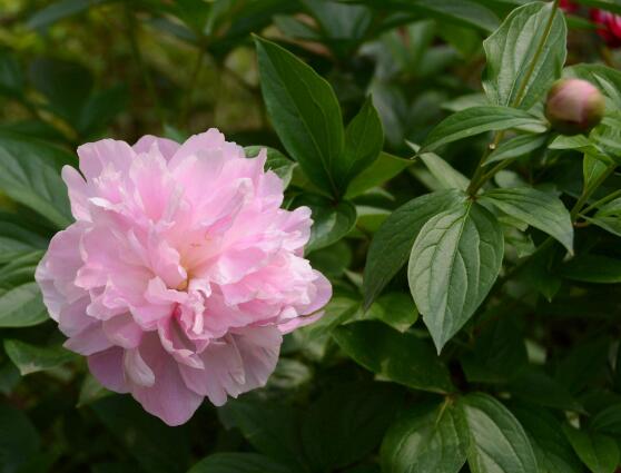 牡丹花有毒嗎，牡丹花可以在室內(nèi)養(yǎng)嗎