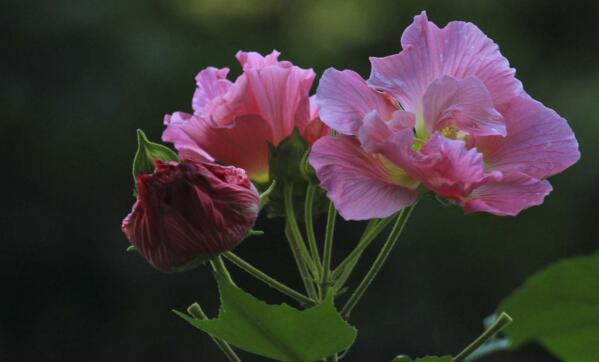 芙蓉花怎么養，芙蓉花適合在室內養嗎