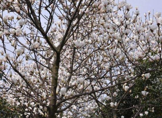 玉蘭花花語(yǔ)，代表著高潔、芬芳，純潔的愛(ài)，