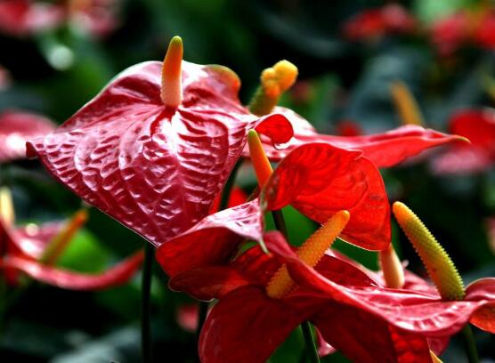 紅掌什么時候開花，一年四季均可開花