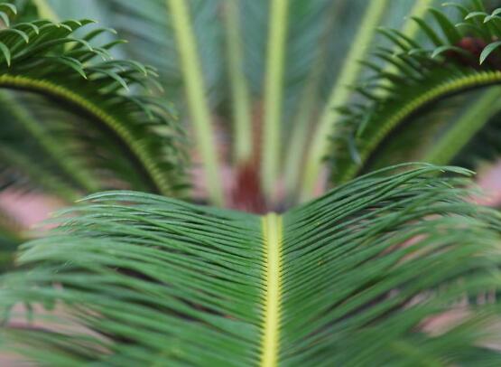 鐵樹開(kāi)花的征兆，預(yù)示生活美滿、大吉大利