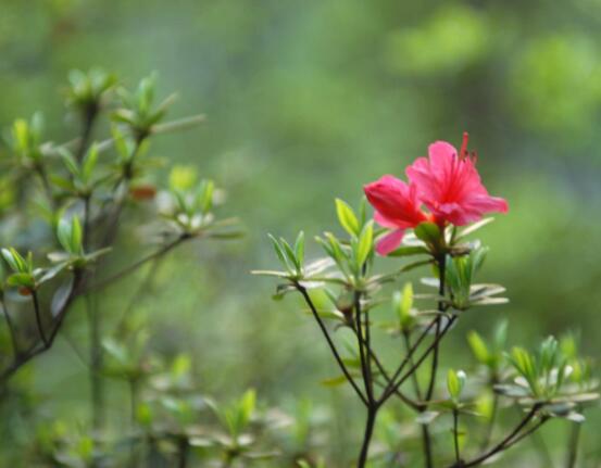 杜鵑花花后怎么修剪，老農(nóng)教你五大基本要點