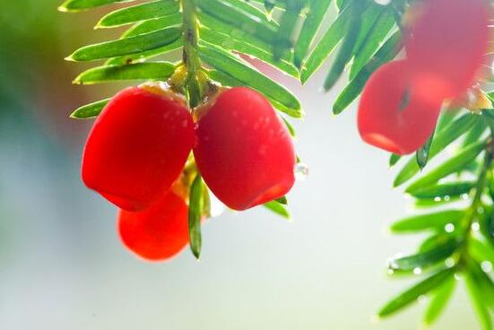 家里養紅豆杉風水好嗎，起到延年益壽、幸福