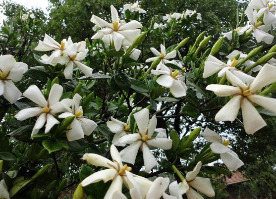 梔子花什么時候開花，梔子花開花期5月-8月