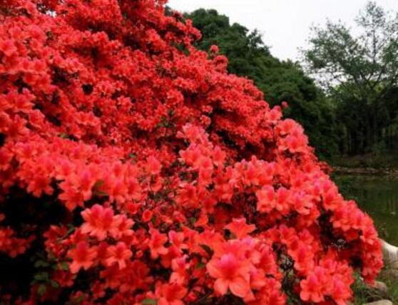 杜鵑花怎么養，杜鵑花養殖方法