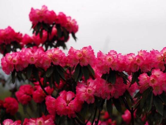 杜鵑花怎么養，杜鵑花養殖方法