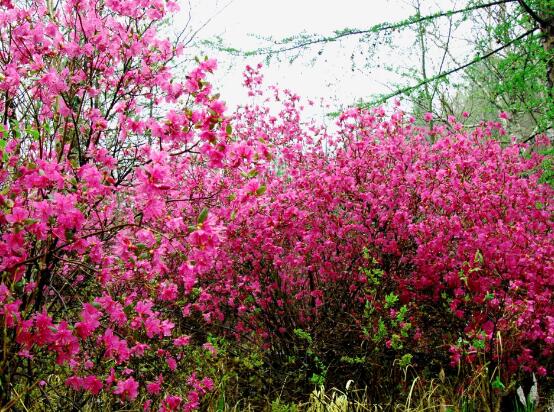 杜鵑花花語是什么，代表著永遠屬于你