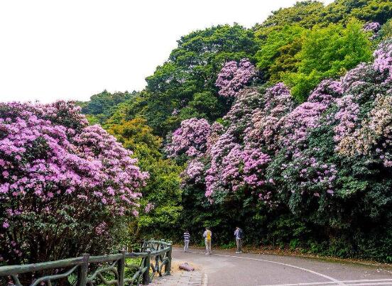 杜鵑花葉子發黃怎么辦，杜鵑花葉子發黃解決辦