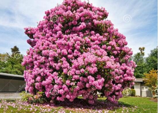 杜鵑花葉子發黃怎么辦，杜鵑花葉子發黃解決辦