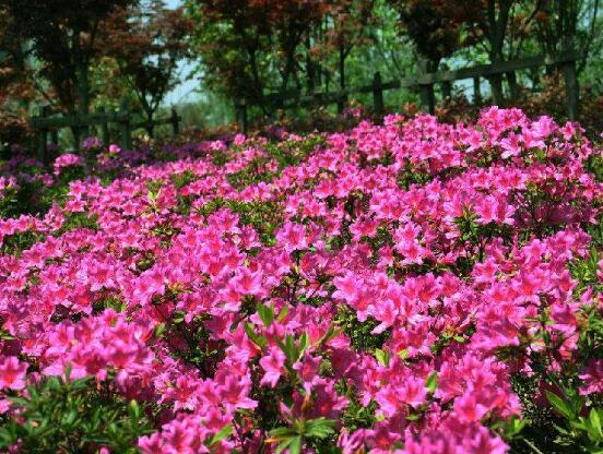 杜鵑花葉子發黃怎么辦，杜鵑花葉子發黃解決辦