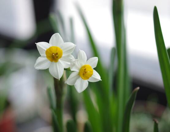 水仙花怎么養(yǎng)，水仙花養(yǎng)殖方法