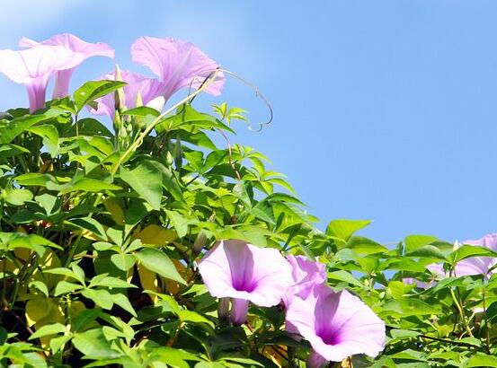 牽牛花什么時候開花，牽牛花在每年6-10月開花