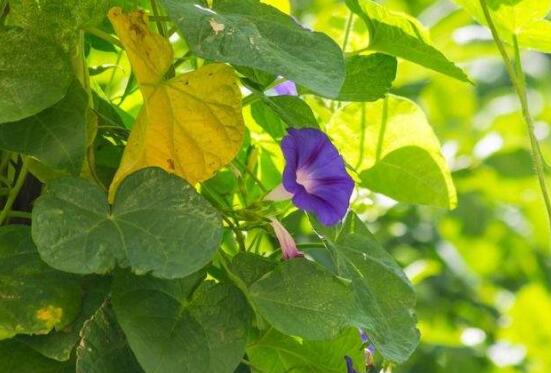 牽牛花什么時候開花，牽牛花在每年6-10月開花