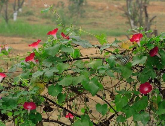 牽牛花什么時候開花，牽牛花在每年6-10月開花