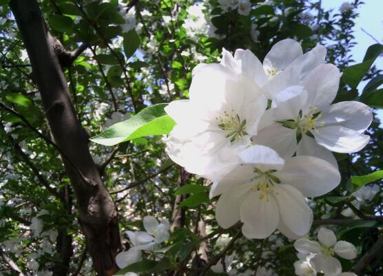 海棠花爛根怎么辦，海棠花爛根解決辦法