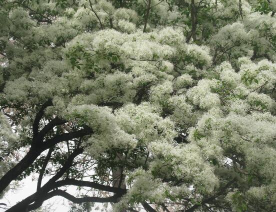 六月雪怎么澆水，六月雪澆水方法