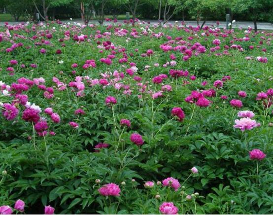 牡丹花怎么繁殖，牡丹花六大繁殖方法