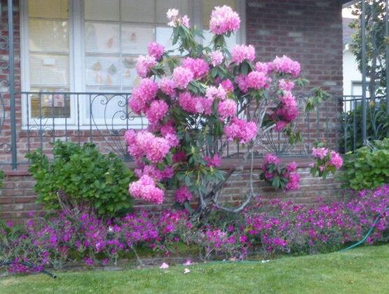 薔薇花有毒嗎，薔薇花可以種植在室內嗎