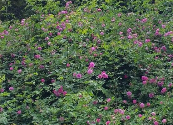 家庭種植薔薇花有什么好處，薔薇花是綠花遮陰的好幫手