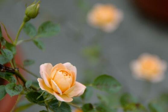 家庭種植薔薇花有什么好處，薔薇花是綠花遮陰的好幫手