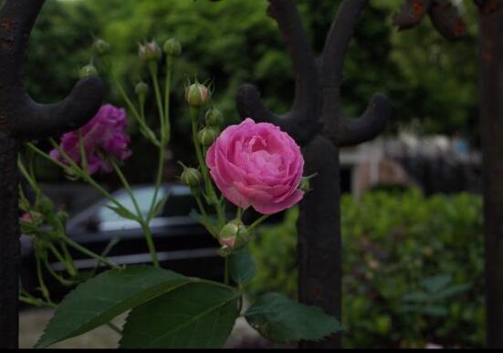 家庭種植薔薇花有什么好處，薔薇花是綠花遮陰的好幫手