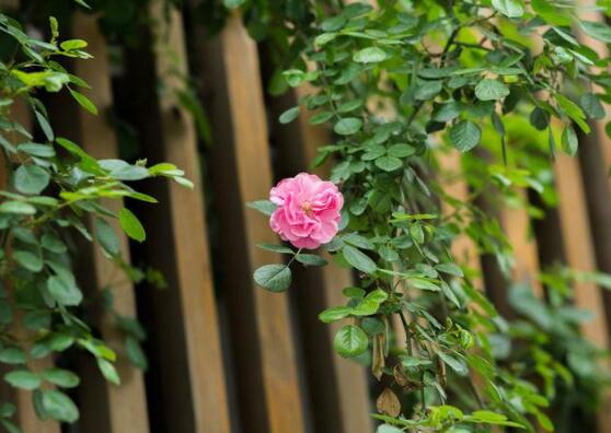 薔薇花蟲害及防治方法，薔薇花三種蟲害防治辦法