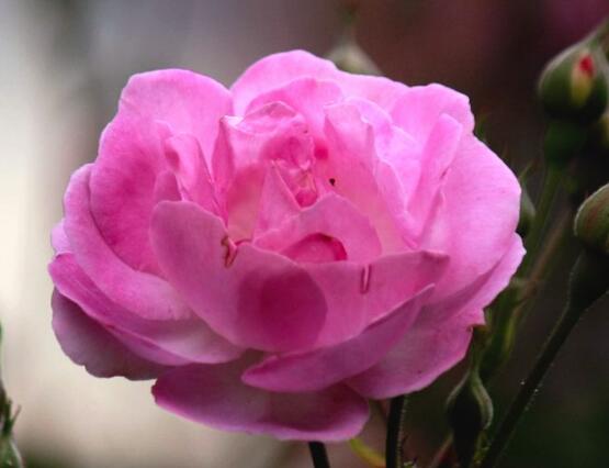 薔薇花怎么澆水，薔薇花澆水方法