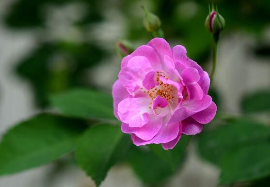 薔薇花盆栽如何養，薔薇花盆栽養殖方法