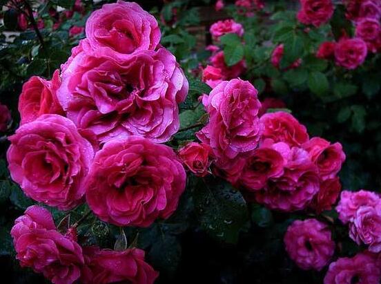 薔薇花盆栽如何養，薔薇花盆栽養殖方法