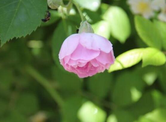 薔薇花能水培嗎，薔薇花水培方法