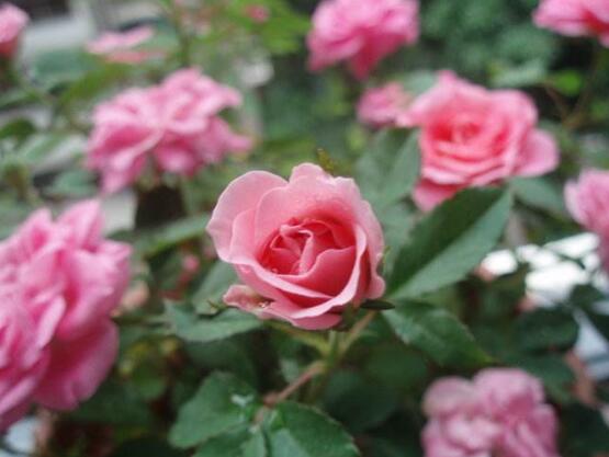 薔薇花種子怎么種，盤點薔薇花種子種法