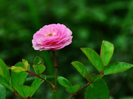 薔薇花的養殖方法，掌握八大方法就可養好