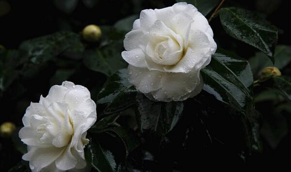 茶花怎樣進行播種繁殖