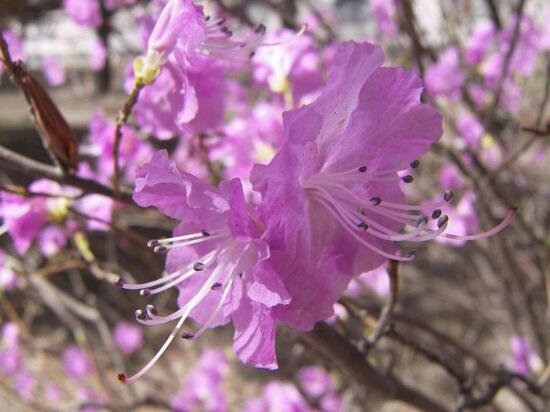 杜鵑花有哪些常見品種，杜鵑花品種圖片大全