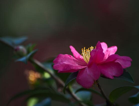 茶花長歪了怎么辦，教你五種解決辦法