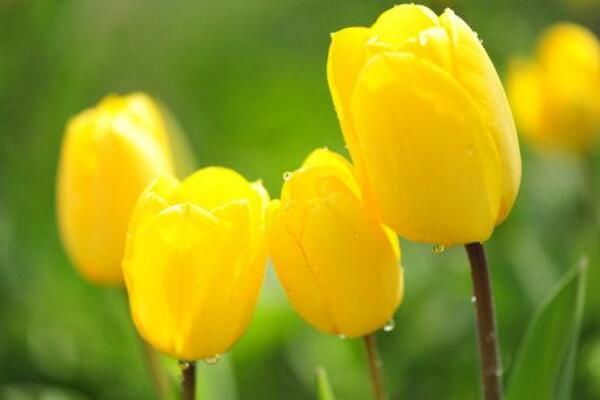 郁金香花語，不同顏色的郁金香花語不同