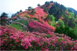 杜鵑花冬天能開花嗎，適宜的環(huán)境一年四季可