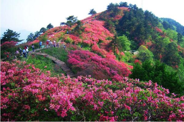 杜鵑花冬天能開花嗎，適宜的環境一年四季可以開花