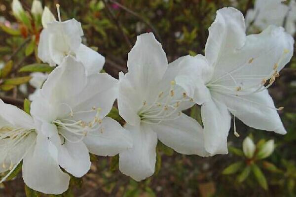 杜鵑花冬天能開花嗎，適宜的環境一年四季可以開花