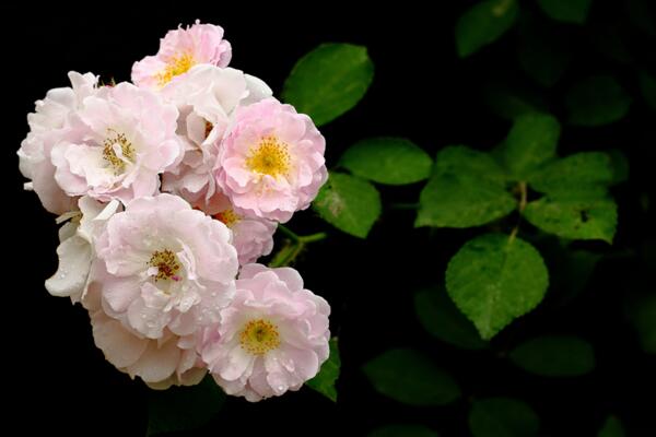 薔薇花什么季節種植，一年四季都可以