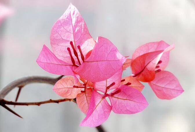 三角梅一年開幾次花，養(yǎng)護得當整年開花