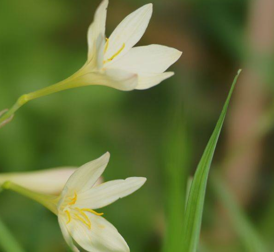 蘭花什么時候開花，不同品種開花時間不盡相同