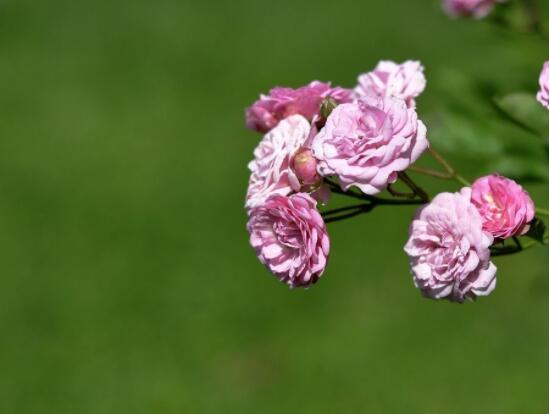 薔薇花怎么牽引爬墻，固定好主枝、延伸修剪后新枝條