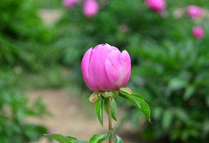 芍藥花的種植方法，這樣種植長出來的又好看又茂盛