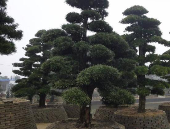 小葉羅漢松的養殖方法，老農總結八大簡單易學的養殖技巧