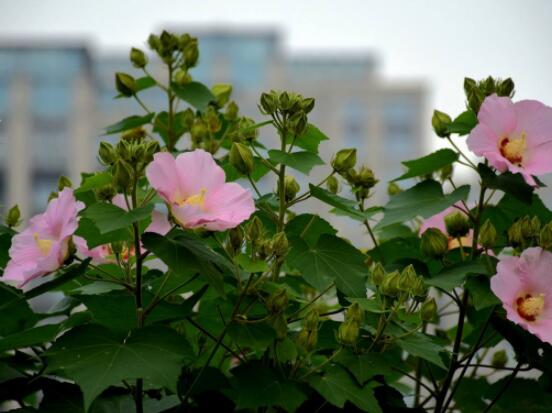 木芙蓉花的病蟲(chóng)害及其防治，盤(pán)點(diǎn)四種常見(jiàn)病蟲(chóng)害