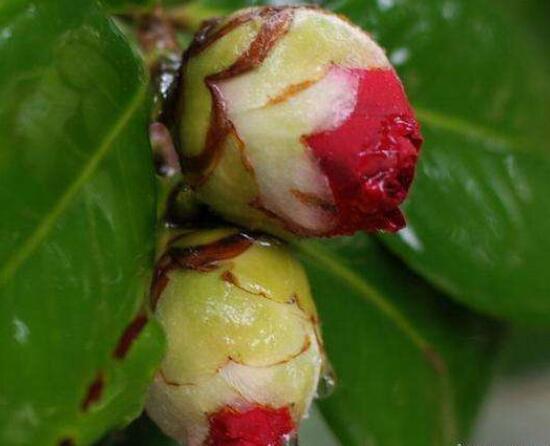 茶花的疏蕾技巧，剪花蕾二分之一為標準(花蕾如黃豆大小)